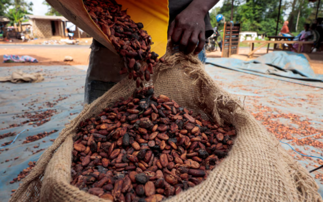 New cocoa producer price looms as COCOBOD seeks funding for 2026/27 season