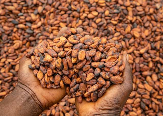 Benjamin Larweh: Ghana’s cocoa farms must not become casualties of the gold rush