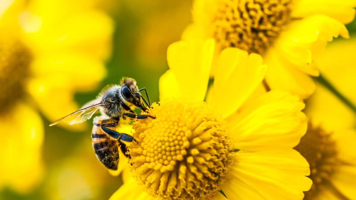 Amazon’s Bee launches two new personal AI devices, starting at $75