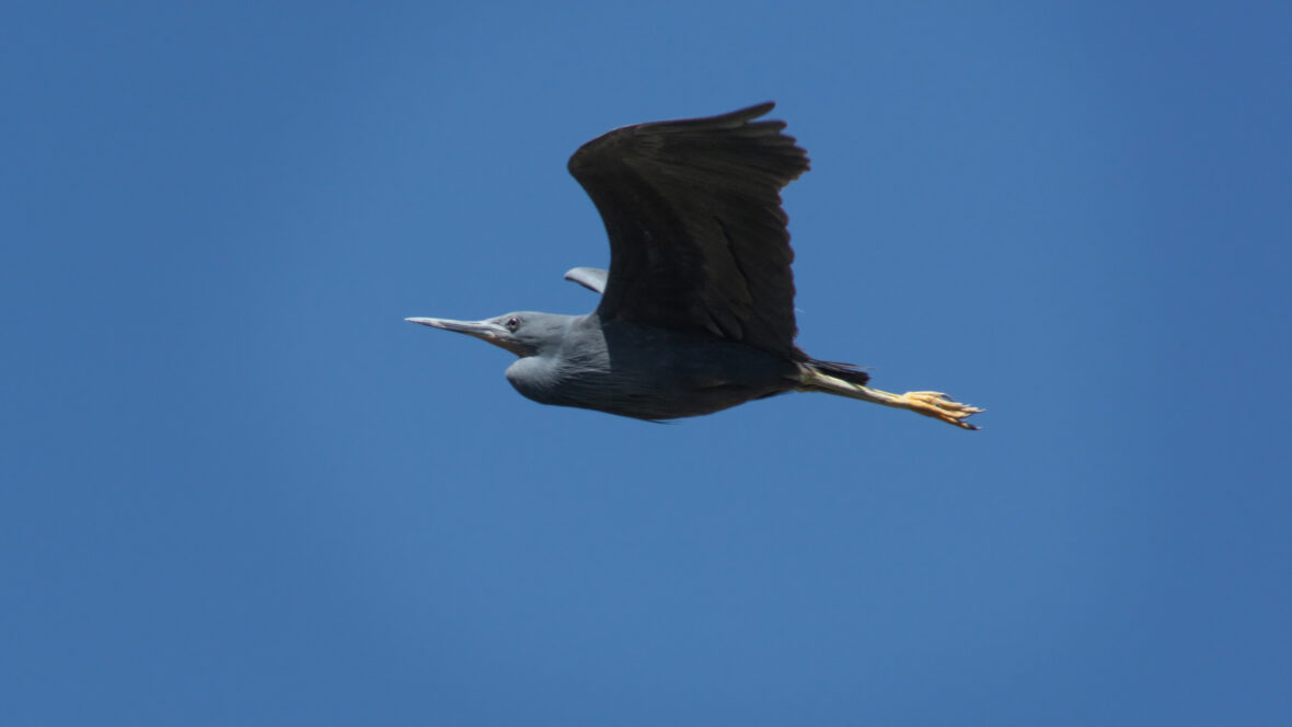 Slaty egret’s shifting nesting sites offer clues to changing ecosystems
