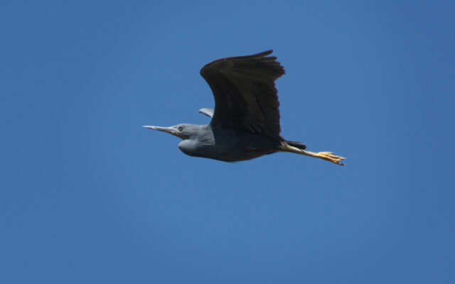 Slaty egret’s shifting nesting sites offer clues to changing ecosystems