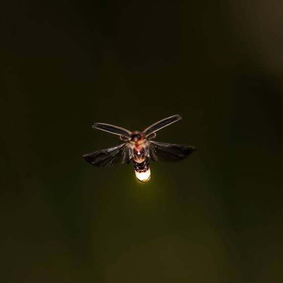 Where have Ghana’s fireflies and antlions gone?