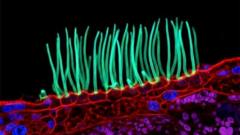 Prize winning image which sparked backlash was AI generated, Nikon rules