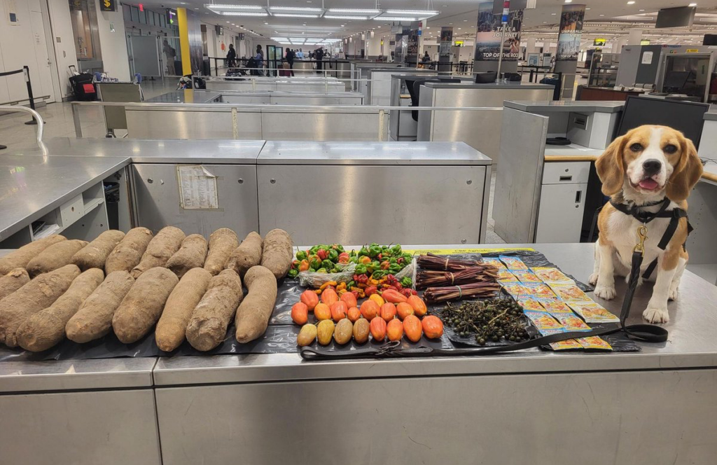 K9 dog sniffs out 72lbs of prohibited Ghanaian food items at JFK