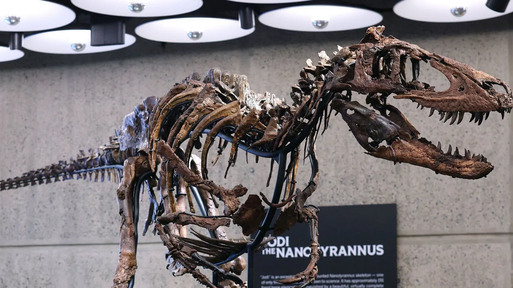 Nanotyrannus skeleton sells for $47.3m at New York auction
