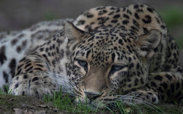Dutch zookeeper dies after being mauled by leopard