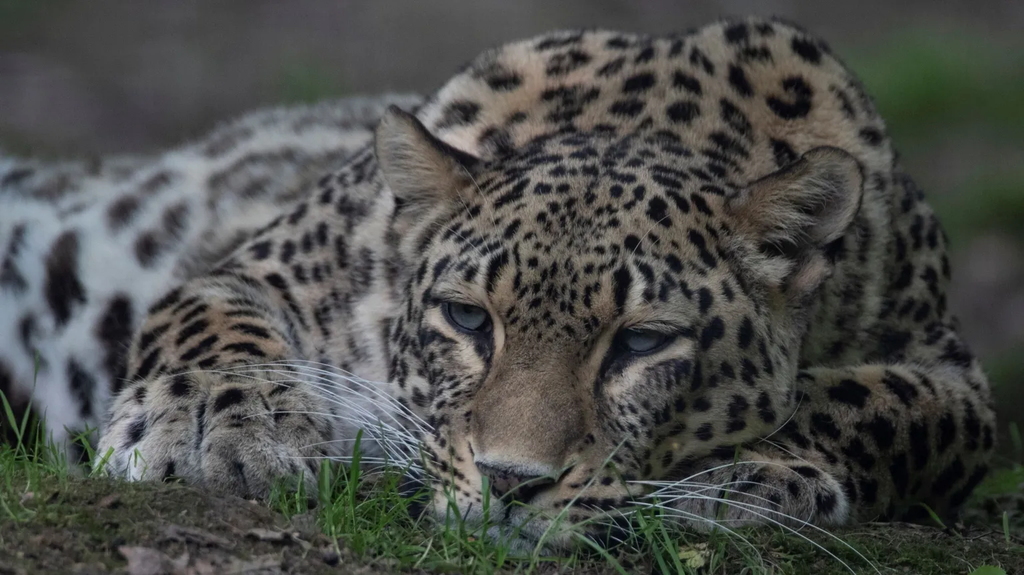 Dutch zookeeper dies after being mauled by leopard