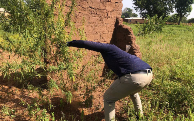 NACOC destroys cannabis farms in Nadowli District