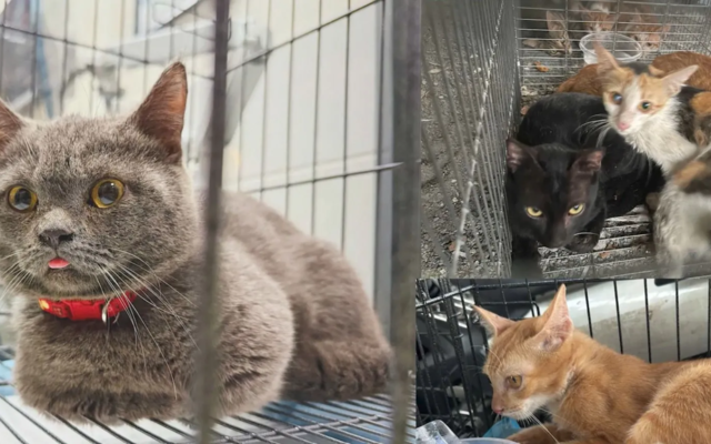 Twelve arrested for allegedly running cat trafficking ring in Vietnam