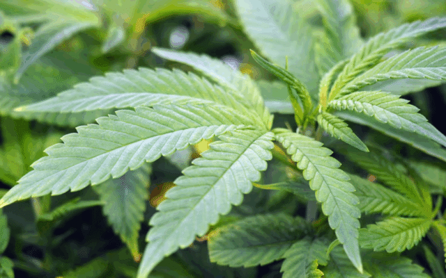 Muntaka urges Ghanaian cannabis growers to form cooperatives under licensed cultivation framework