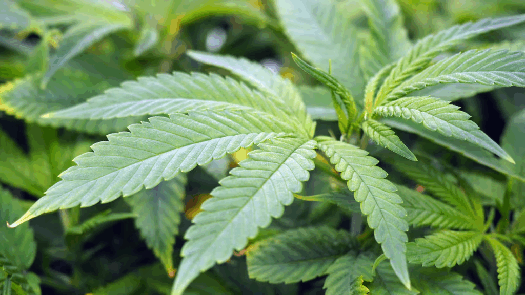 Muntaka urges Ghanaian cannabis growers to form cooperatives under licensed cultivation framework