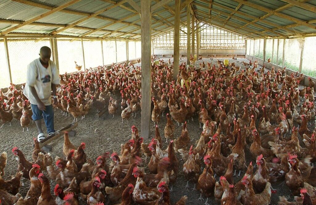 Poultry products to witness 15% rise in prices ahead of Christmas – farmers warn