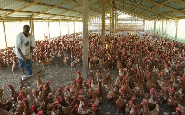Poultry products to witness 15% rise in prices ahead of Christmas – farmers warn