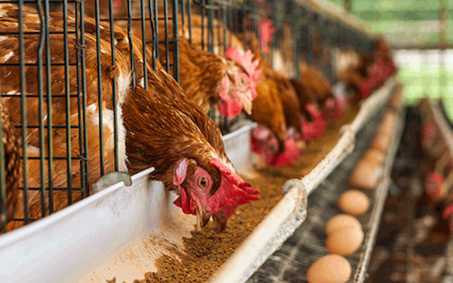 Middlemen making local chicken more expensive than imported ones – Deputy Agric Minister, Dumelo