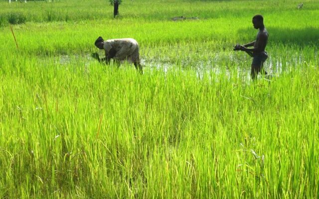 Rural women in Volta, Oti seek support to compete with imported rice